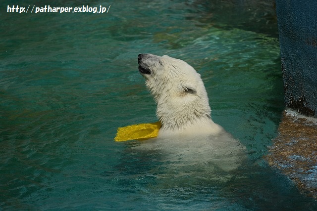 ２０１５年６月　天王寺動物園２　その４　イッちゃん aka Shilka 557日齢_a0052986_2330398.jpg