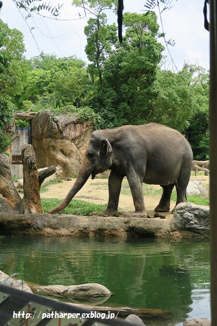 ２０１５年６月　天王寺動物園２　その４　イッちゃん aka Shilka 557日齢_a0052986_2343670.jpg