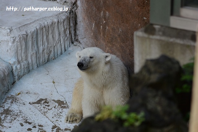 ２０１５年６月　天王寺動物園２　その４　イッちゃん aka Shilka 557日齢_a0052986_2346549.jpg