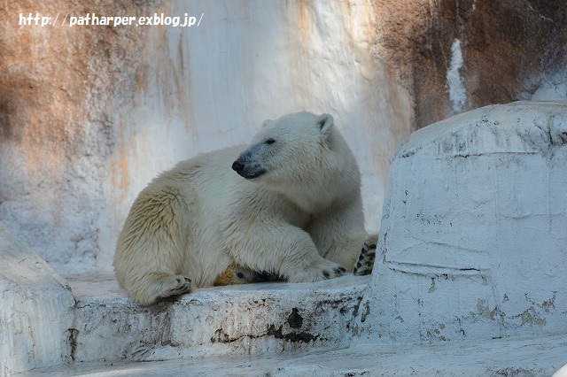 ２０１５年６月　天王寺動物園２　その４　イッちゃん aka Shilka 557日齢_a0052986_23512071.jpg