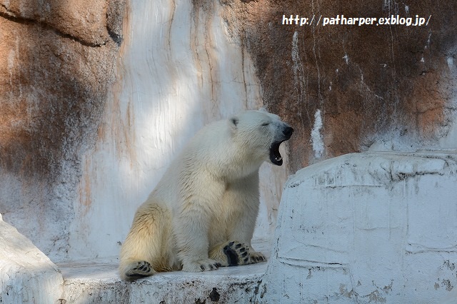 ２０１５年６月　天王寺動物園２　その４　イッちゃん aka Shilka 557日齢_a0052986_23513064.jpg