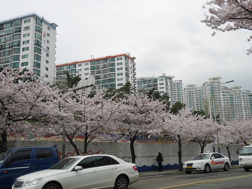 蔵出し釜山　⑤南川洞（ナムチョンドン）は桜の名所_a0140305_2122874.jpg