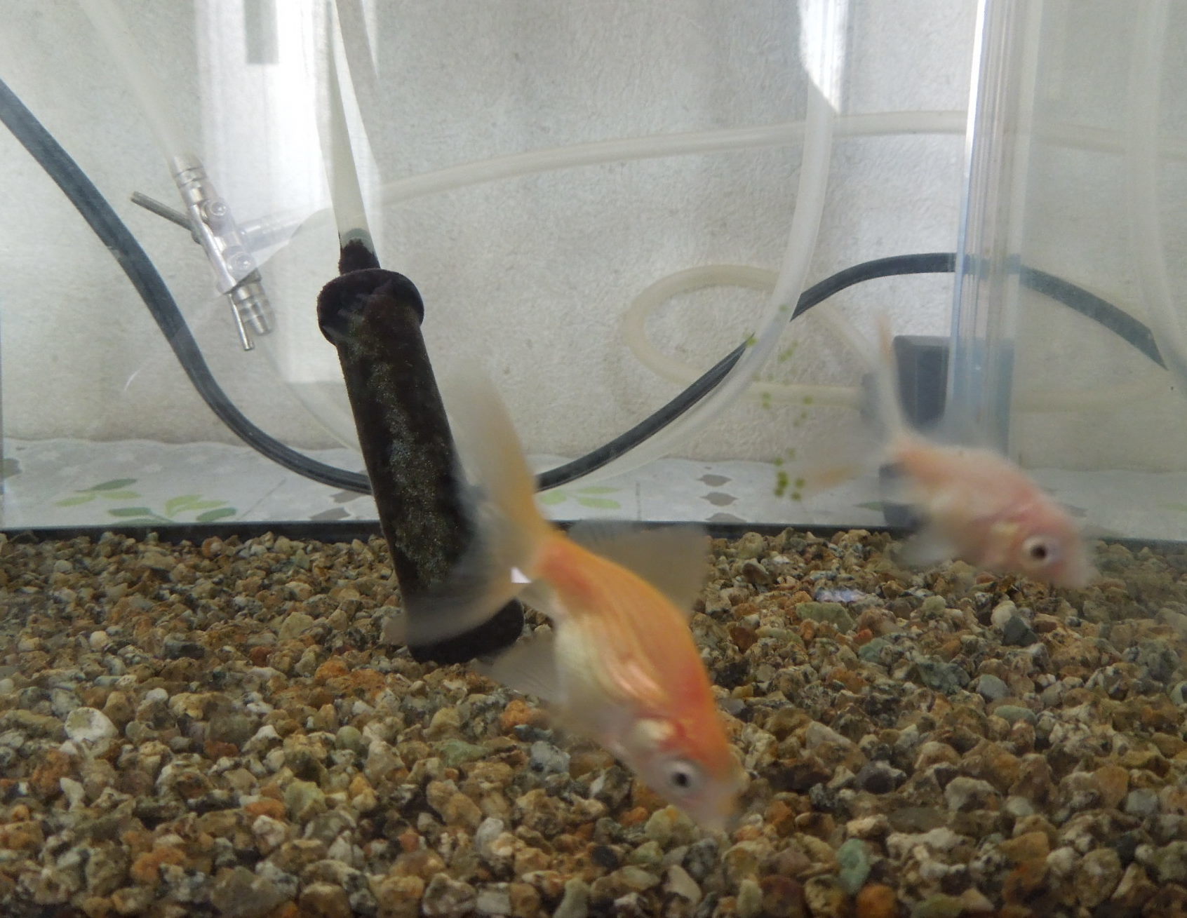 琉金稚魚のその後 Natural 琉金稚魚のその後 Natural
