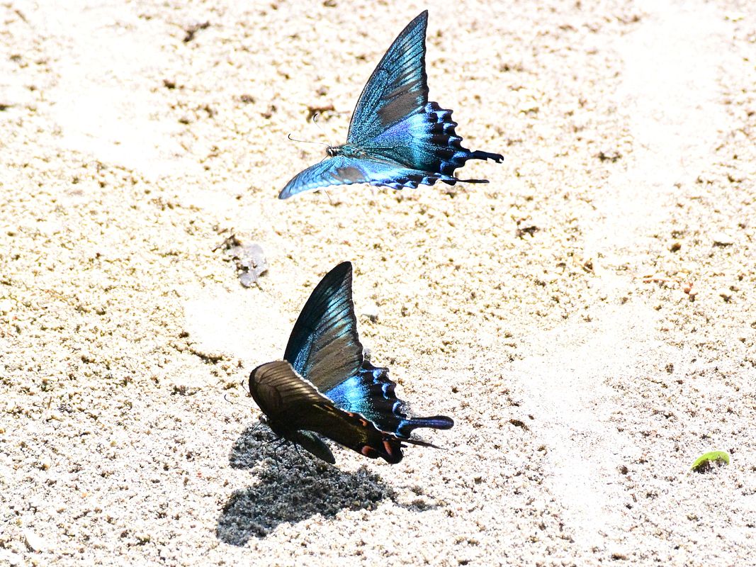 白砂青蝶 ミヤマカラスアゲハ 私のデジタル写真眼