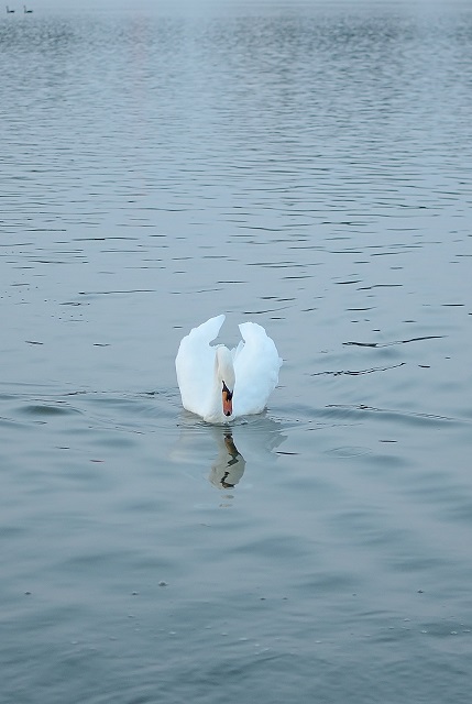 薄暮の水鳥たち_b0230131_9233167.jpg