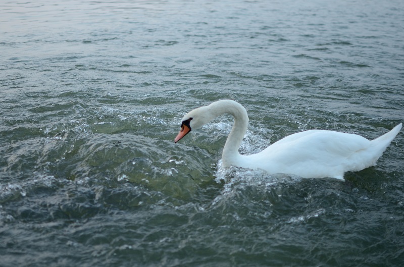 薄暮の水鳥たち_b0230131_92348.jpg