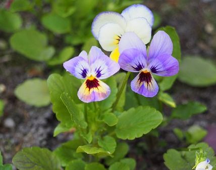 2015年8月7日　再びビオラの花が・・・_b0341140_1622589.jpg