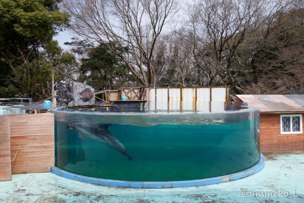 15 03 14 新屋島水族館６ ハンドウイルカ 墨色の鳥籠