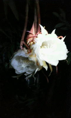 月下美人_e0288544_1512394.jpg