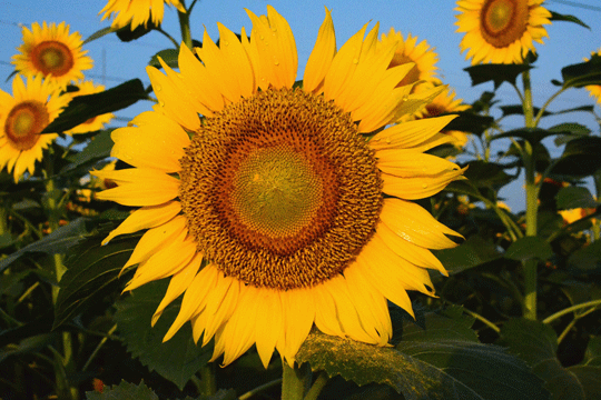 c0093046_17353738.gif
