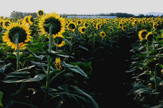 c0093046_17361946.gif