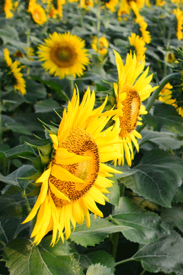 c0093046_1736297.gif
