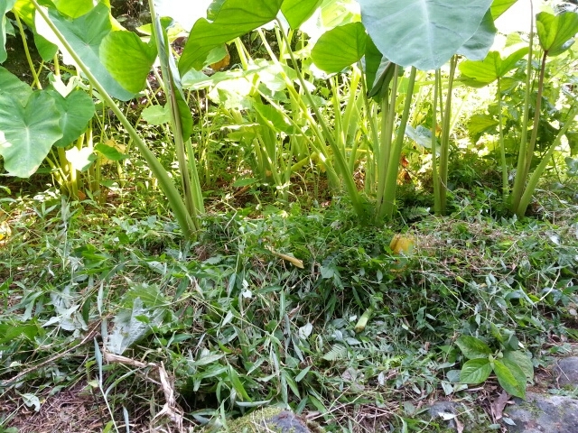 c0330749_16331497.jpg