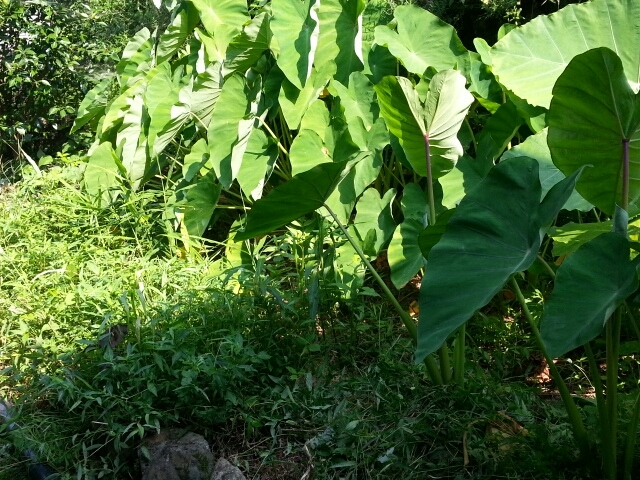 c0330749_16331743.jpg