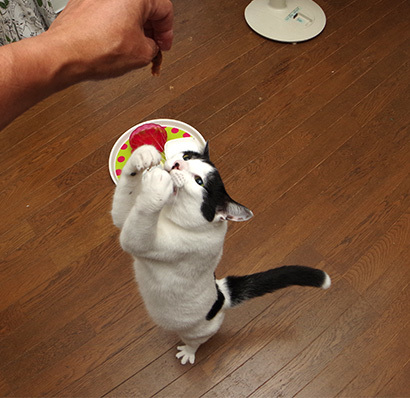 焼きカツオ祭り_a0028451_13021151.jpg