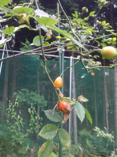私は聖人にはなれそうにない…_f0359055_01021104.jpg