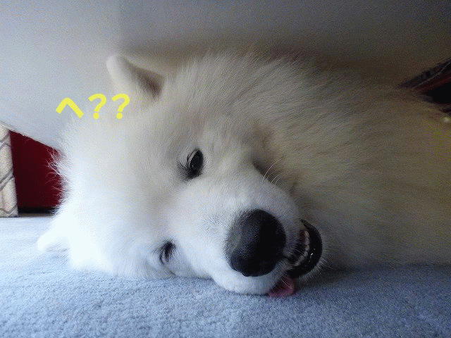 e0176159_13044436.gif