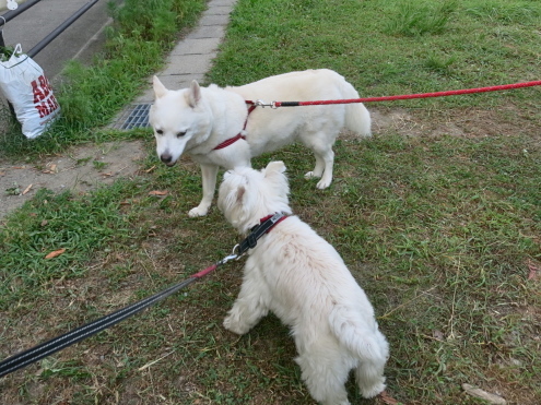 ひさびさの広瀬川散歩_c0260460_07185925.jpg