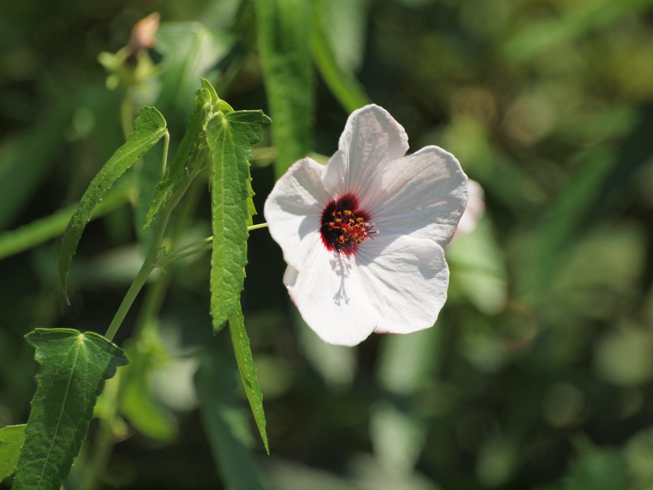 『高砂芙蓉(タカサゴフヨウ)の花～』_d0054276_20304915.jpg