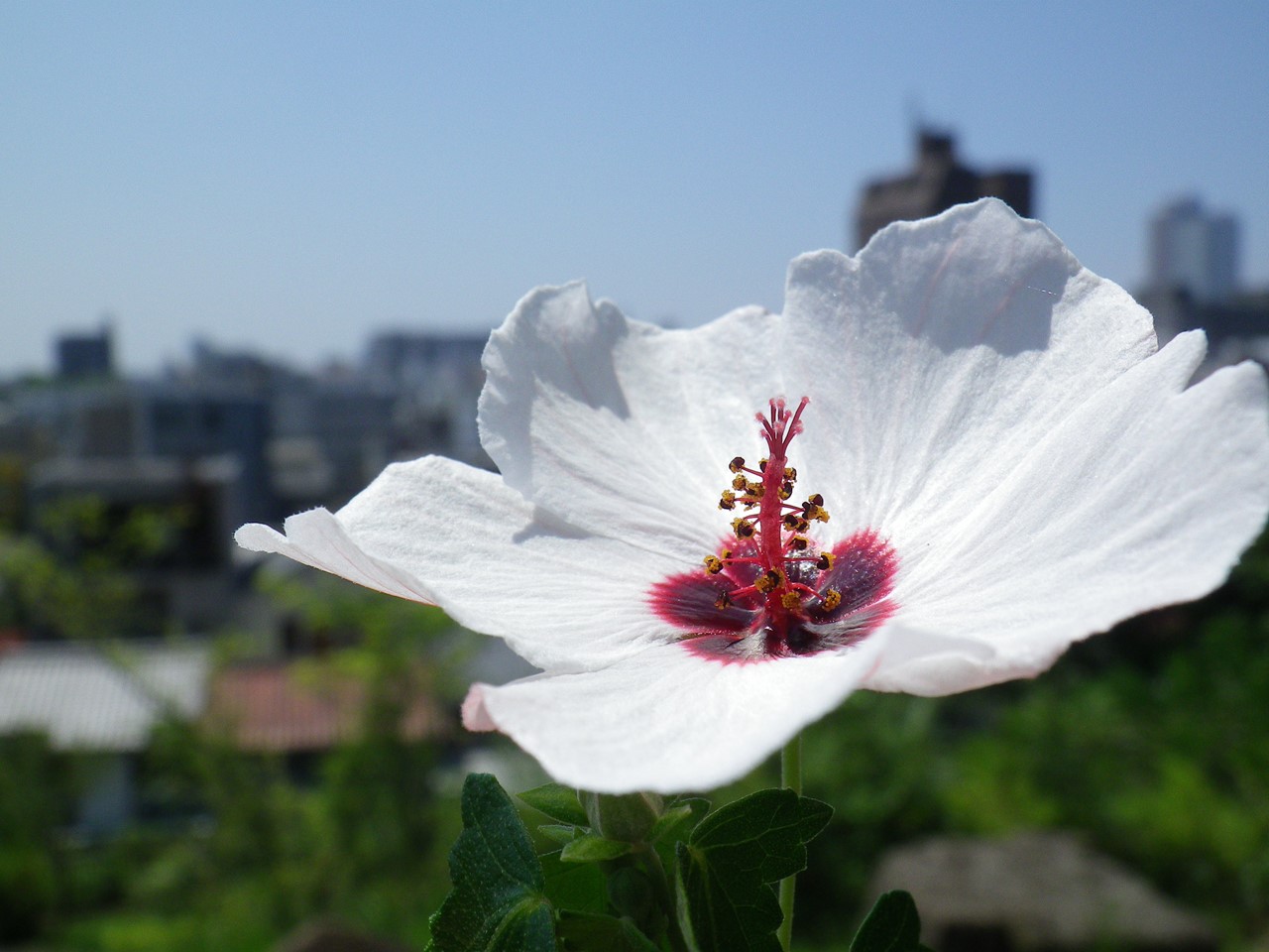 『高砂芙蓉(タカサゴフヨウ)の花～』_d0054276_20311268.jpg