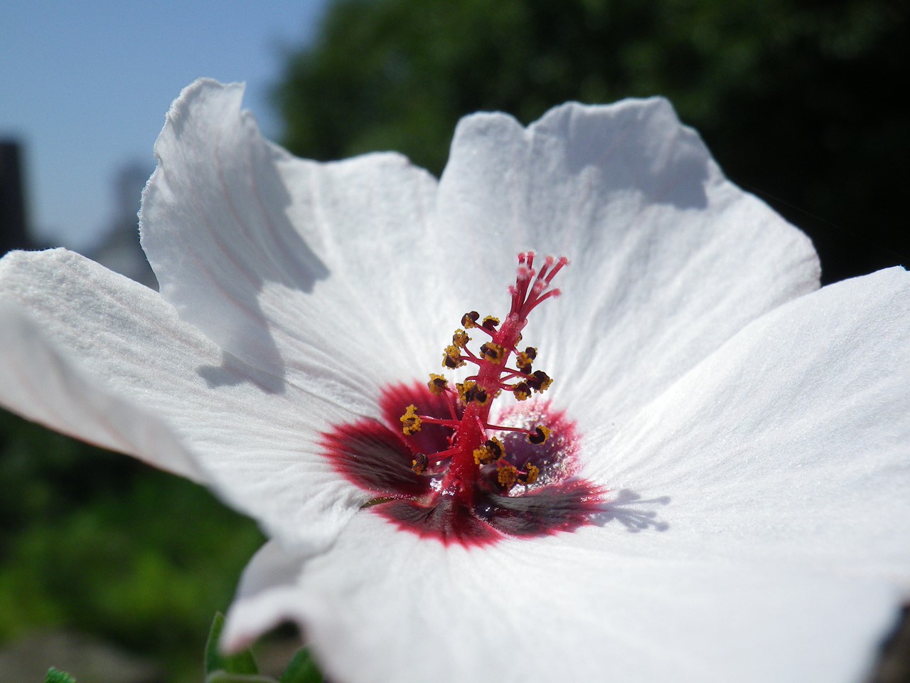 『高砂芙蓉(タカサゴフヨウ)の花～』_d0054276_20313349.jpg