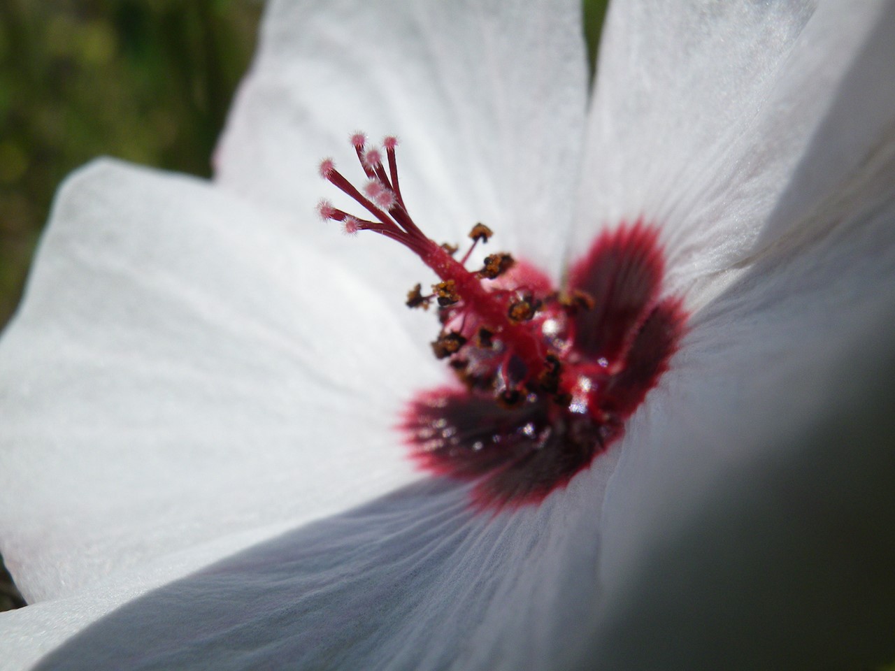 『高砂芙蓉(タカサゴフヨウ)の花～』_d0054276_20323613.jpg