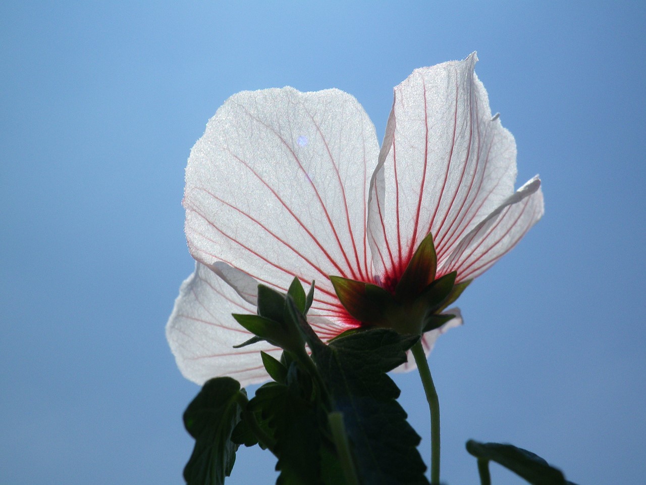 『高砂芙蓉(タカサゴフヨウ)の花～』_d0054276_203248.jpg