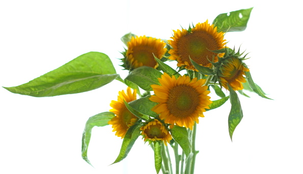 a0198883_22403859.jpg