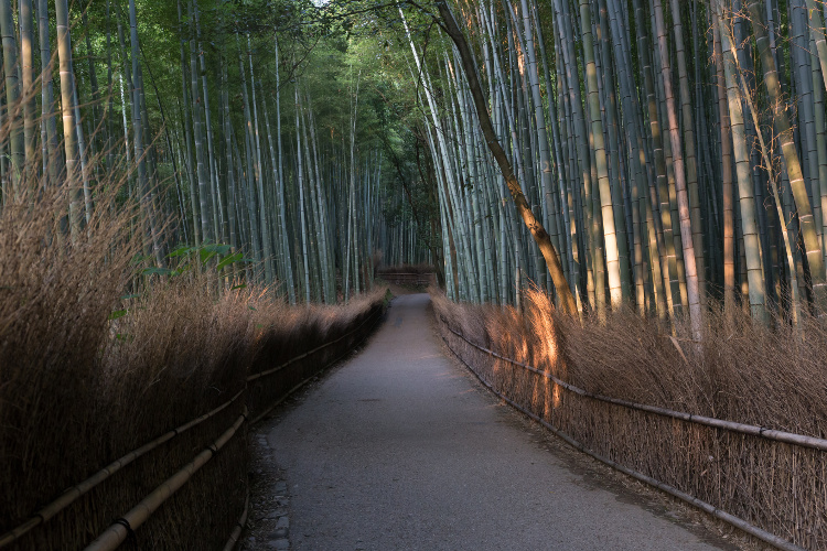 愛宕神社　千日詣り_e0051888_15115849.jpg