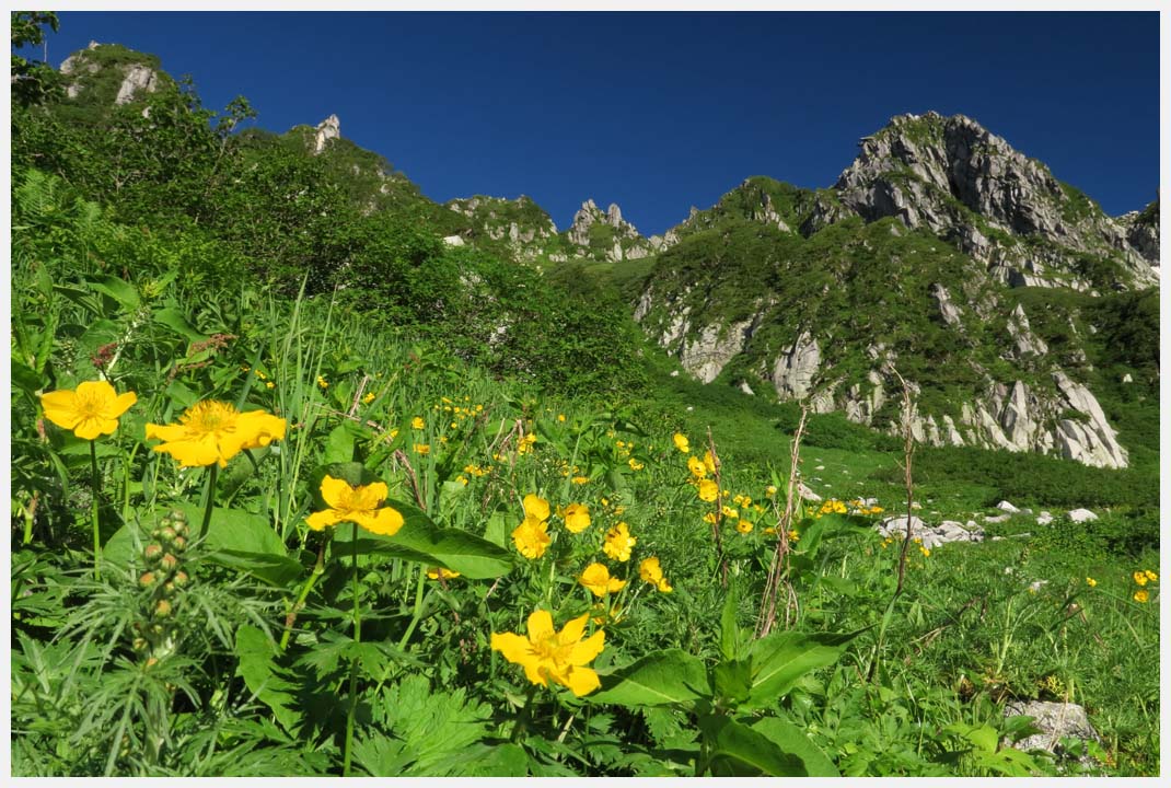 千畳敷カールのお花畑　その2_e0207391_19201944.jpg