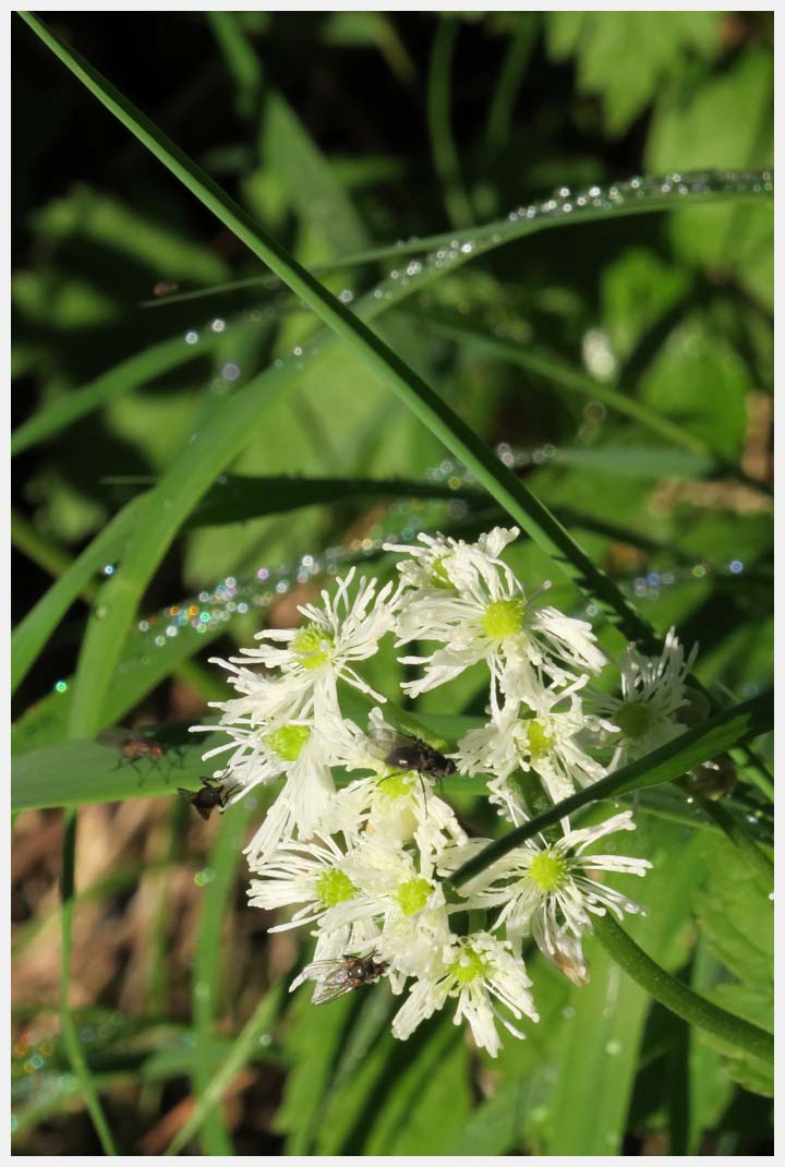 千畳敷カールのお花畑　その2_e0207391_19213836.jpg