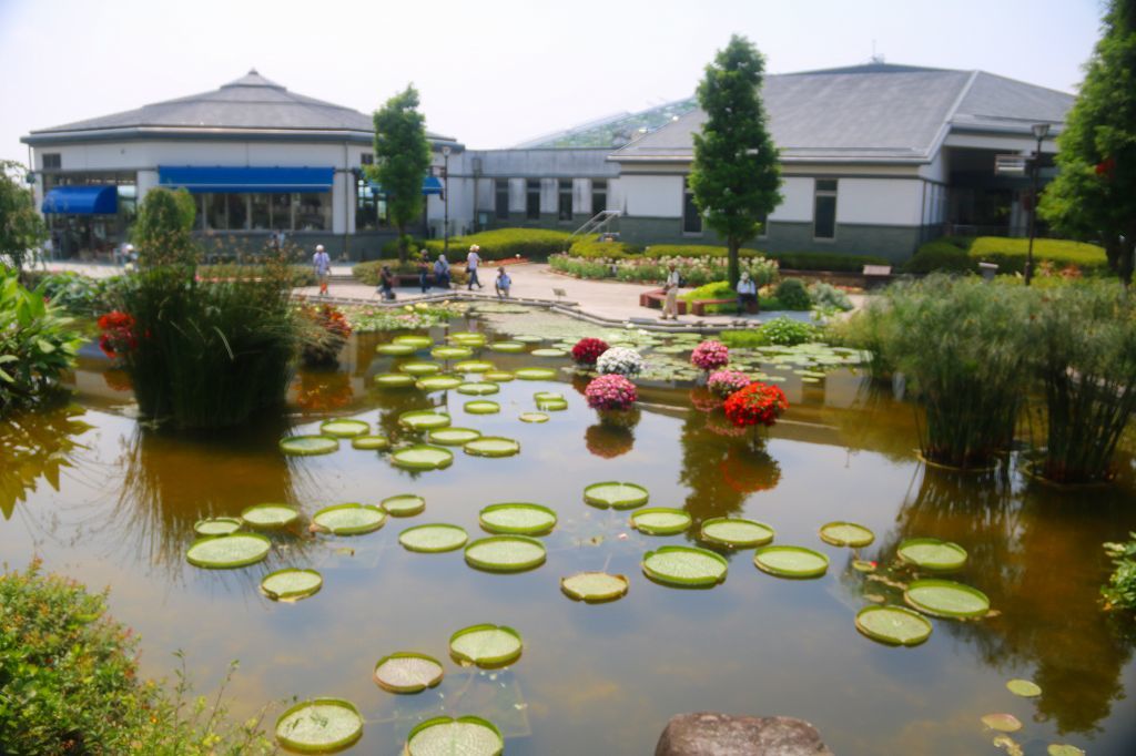 水生植物園みずの森_c0265095_22353795.jpg