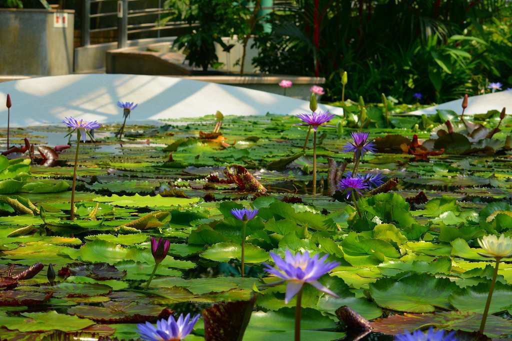 水生植物園みずの森_c0265095_22365751.jpg