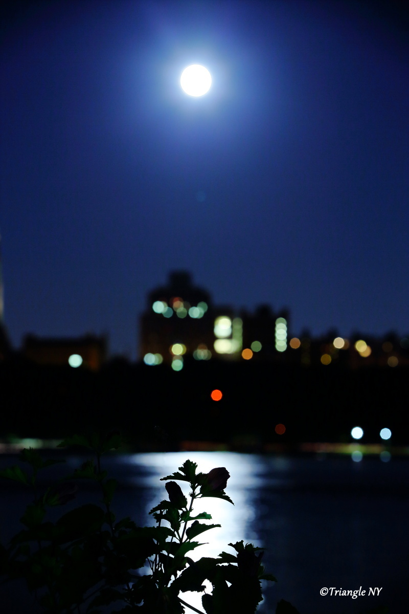 対岸のBlue Moon Flower_a0274805_23142953.jpg