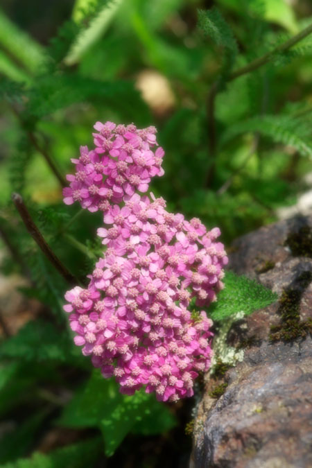 a0263109_10334060.jpg