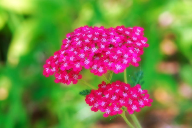 a0263109_10334242.jpg
