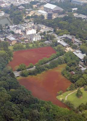 奈良公園：真っ赤な水草大量発生 周辺の池、猛暑影響か _b0064113_1757301.jpg