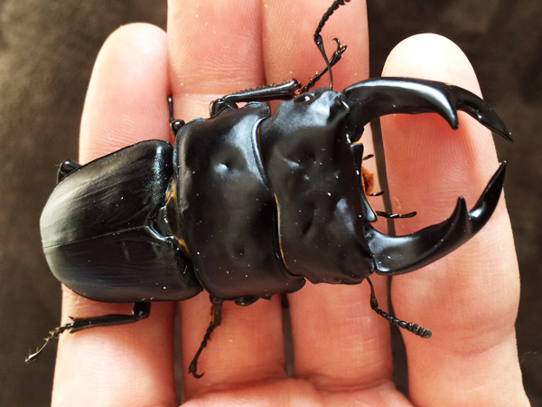 オオクワガタ♂ 川西産GG系・YG血統羽化個体 byバドラーさん