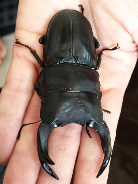 オオクワガタ♂ 川西産GG系・YG血統羽化個体 byバドラーさん