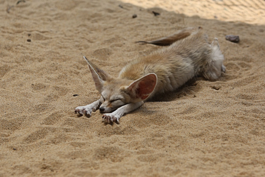 砂漠の狐 動物園放浪記