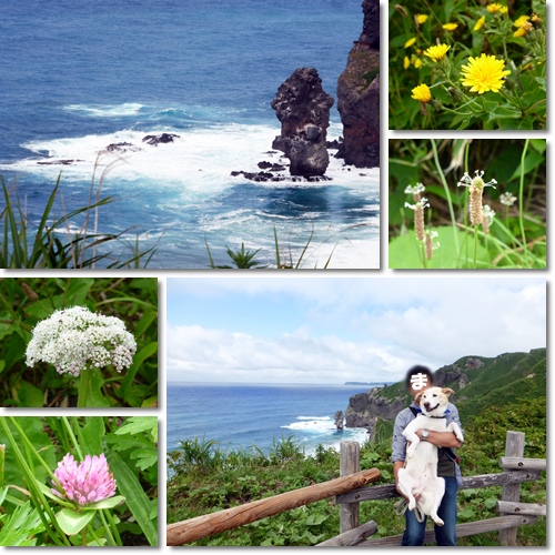 まお海を渡る　北海道旅行6日目(富良野～積丹半島～ニセコ））_d0140133_1795397.jpg