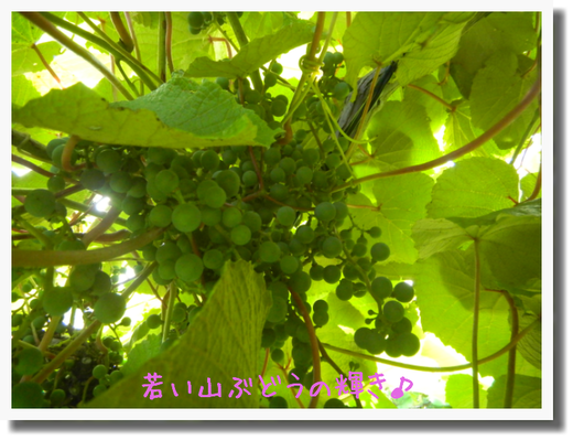 c0259934_13271074.png