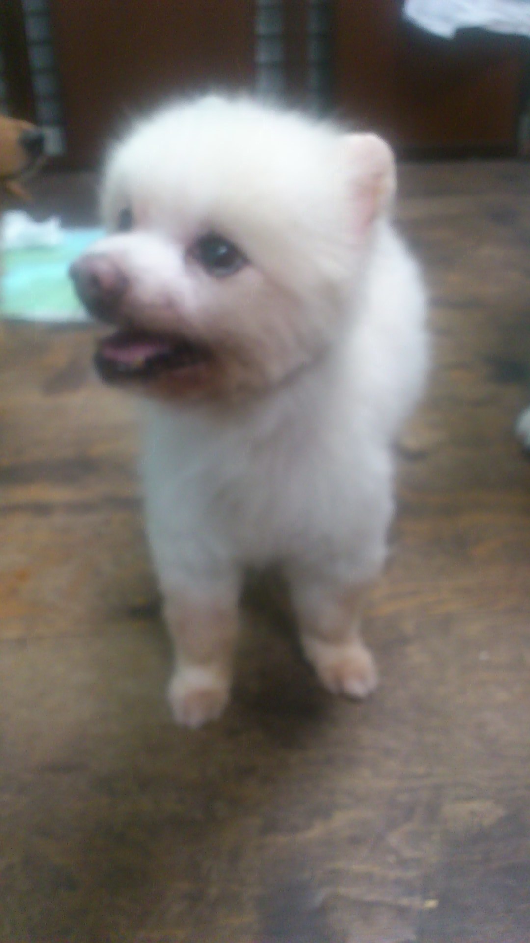 つっくんのプレイバウ わん More Time つっくんのプレイバウ わん More Time