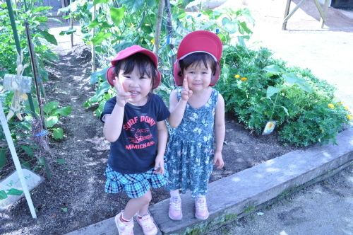 園庭の畑(夏野菜)_a0323443_22484379.jpg