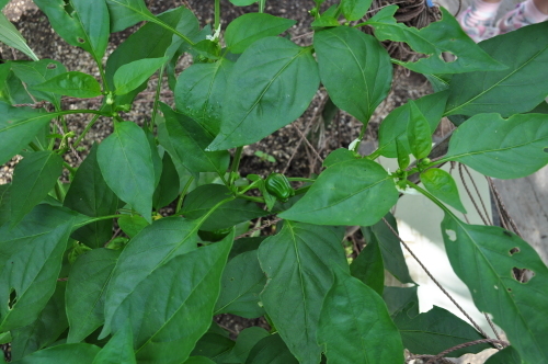 園庭の畑(夏野菜)_a0323443_22484441.jpg
