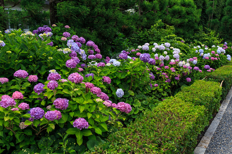 沙羅の花を愛でる会 妙心寺塔頭 東林院 花景色 K W C Photoblog