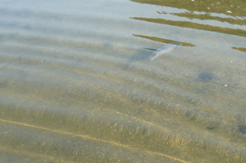 a0152454_18375952.jpg