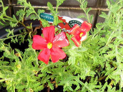 本日の花 サンブリテニア スカーレット 押花サロン希琳トピックスonline