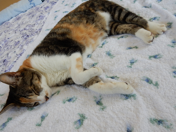 ’15,8,4(火)猛暑にも負けないで!_f0060461_14111669.jpg