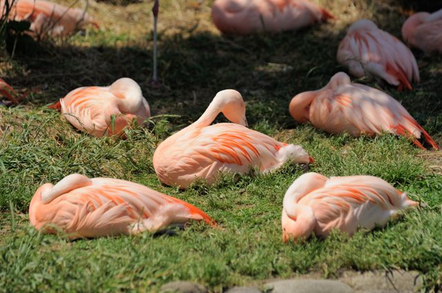 東武動物公園の色鮮やかな鳥たち 蜜蜂的写真日記